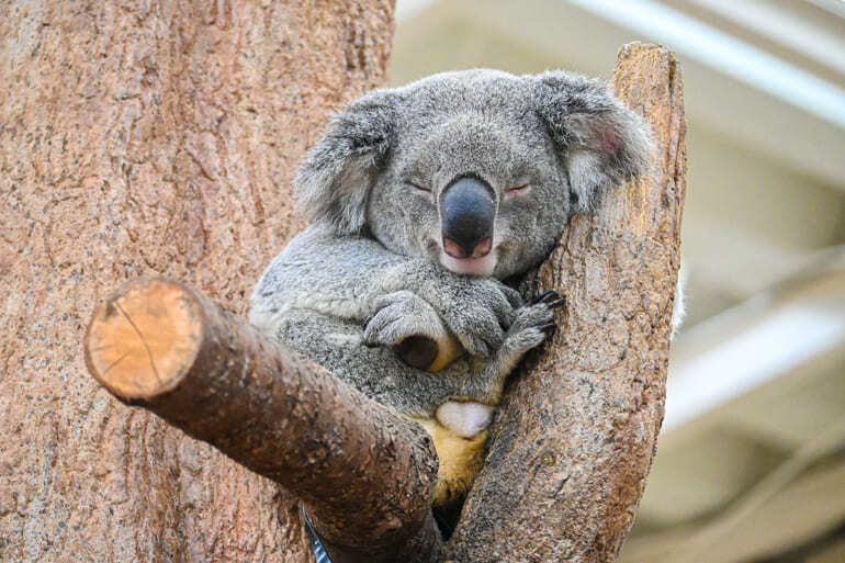 幸せそうな顔で眠るコアラのノゾム（撮影協力：平川動物公園）