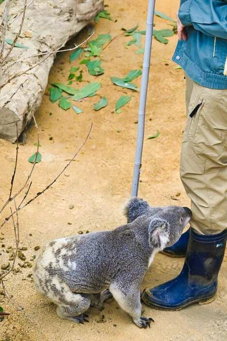 飼育員さんをクンクン