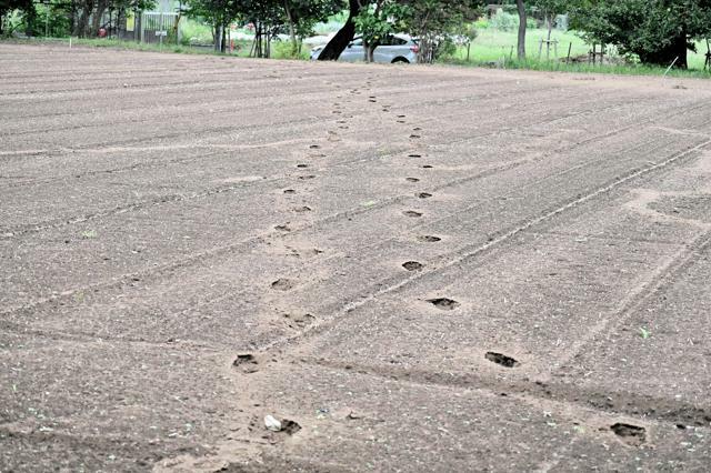 近くの畑には、住宅に押し入った男が逃げた時につけたとみられる足跡が残っていた=2024年10月1日午前11時6分、埼玉県所沢市北野新町2丁目、恒川隼撮影