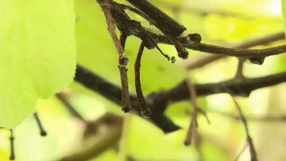 盗まれたのは約1万個