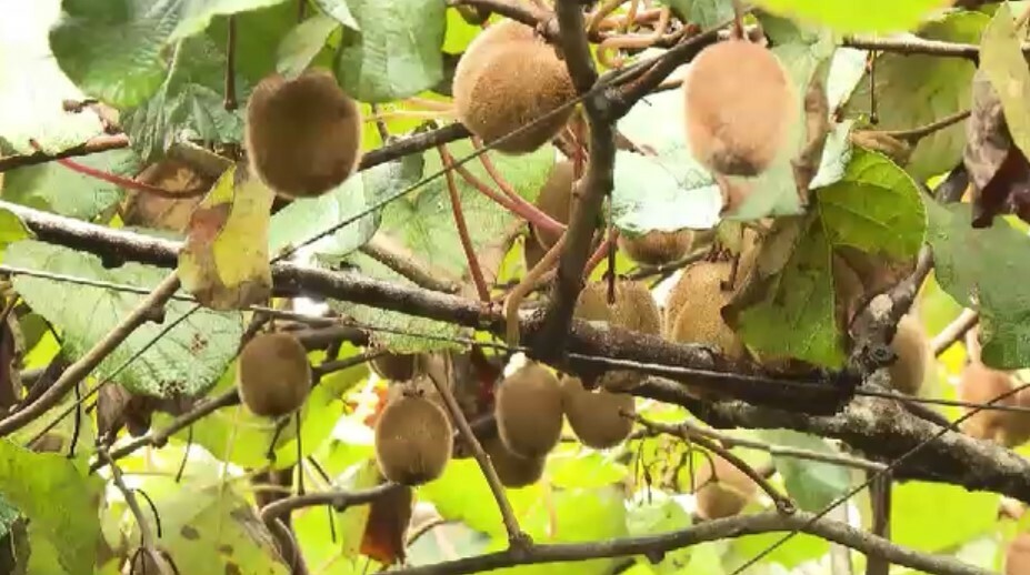 山あいのキウイ畑で犯行