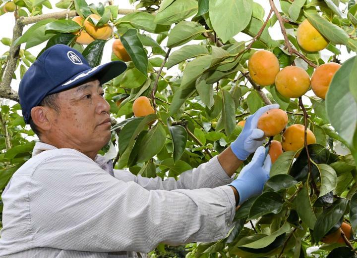 富有柿を収穫する若宮清志さん＝16日午前、内子町五百木