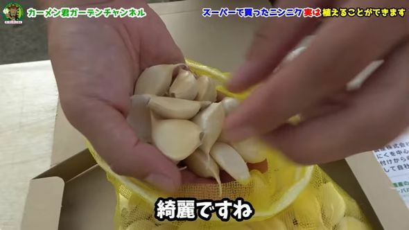 購入した食用ニンニク