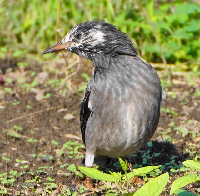 実は人なつこくて賢い「益鳥」