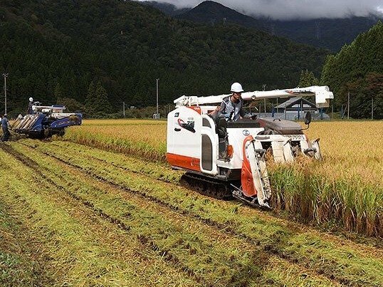 有機農業の実証実験用のほ場で行われた収穫＝南砺市楮