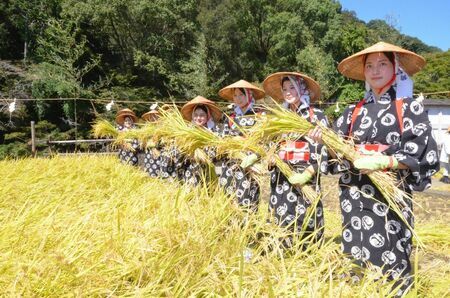 祐徳稲荷神社斉田で稲刈りをした巫女たち=鹿島市古枝