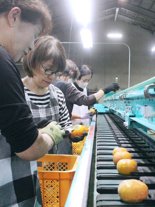 出荷に向けて柿を選別する職員たち＝多気町四神田のJA多気郡共同撰果場で