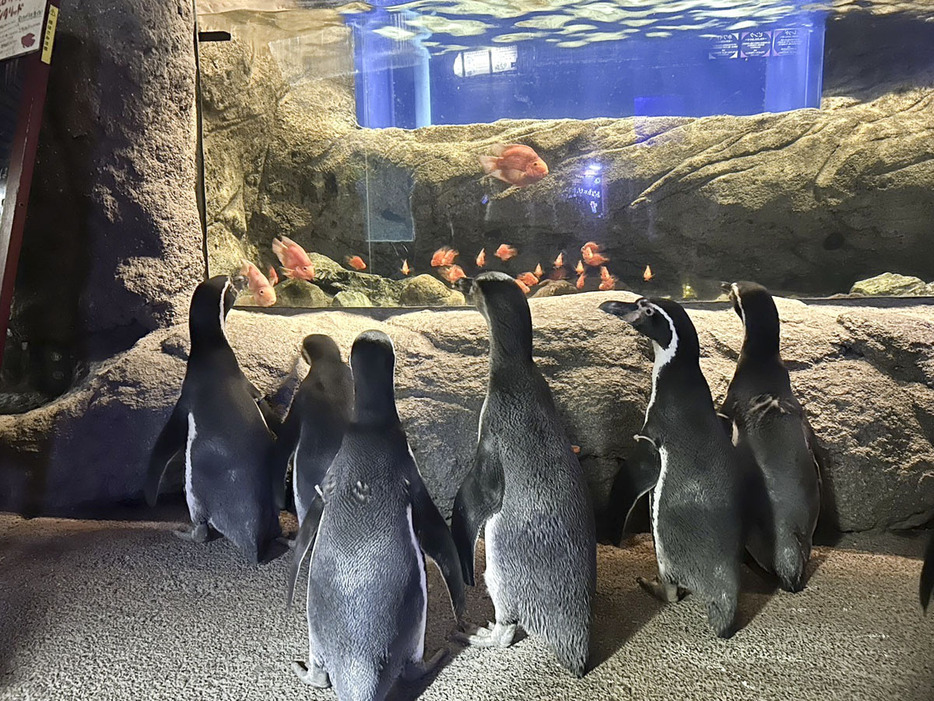 【館内を散歩しながら展示された魚を眺めるペンギンたち＝伊勢市二見町の伊勢シーパラダイスで（同館提供）】