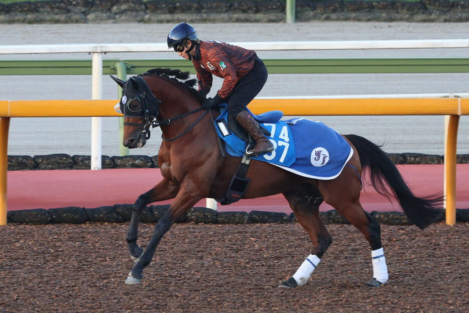 馬トク激走馬に算出されたトゥデイイズザデイ