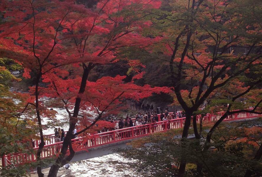 紅葉の名所、香嵐渓（撮影：芹川ヨーコ）