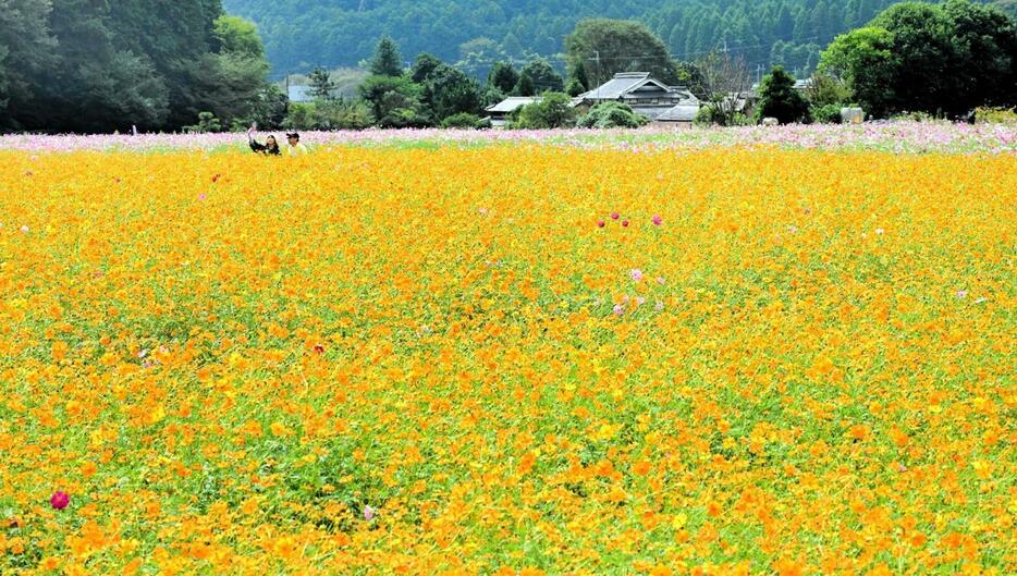 山里を彩るコスモス。オレンジとピンクの花が一面に広がる＝丹波市氷上町清住