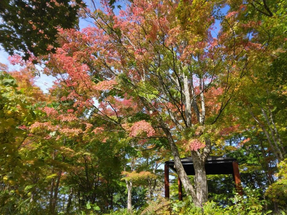 10月15日現在の「もみじ園」の様子