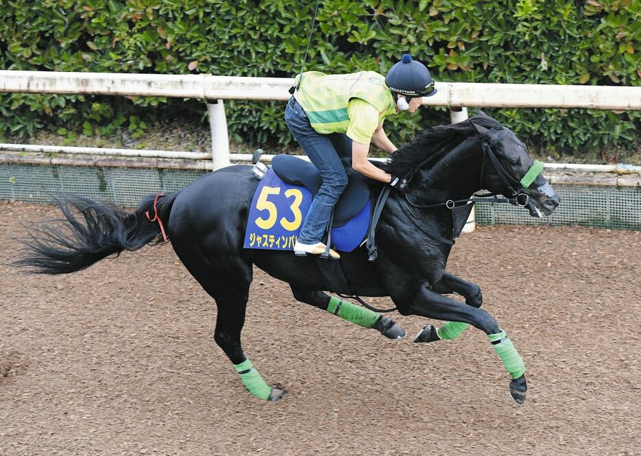 栗東坂路で追われるジャスティンパレス