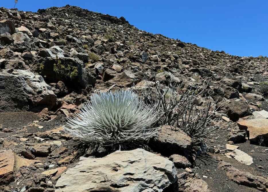 岩の間に生息する高山植物シルバーソード