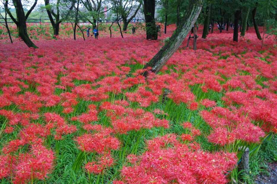 曼珠沙華群生地