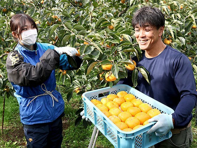 ふく福柿を収穫する宮木組合長（右）ら＝砺波市井栗谷新