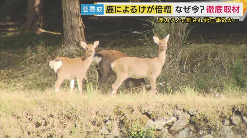 現場周辺の鹿の群れ