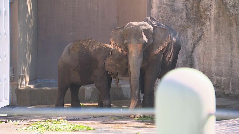 福岡市動物園にやってきたゾウ（7月）