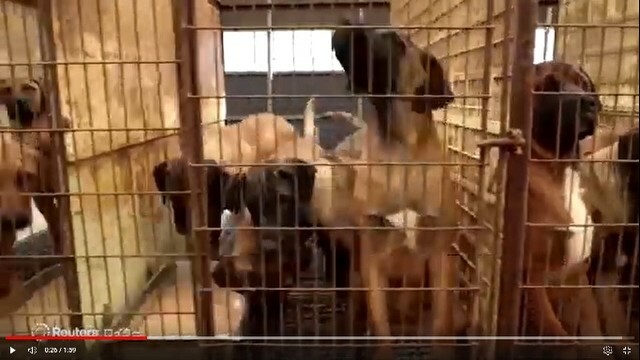 50万匹の犬たちはどこへ？（ロイター）