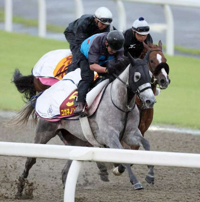 3頭併せで併入したコガネノソラ（手前）＝美浦トレセン（撮影・塩浦孝明）