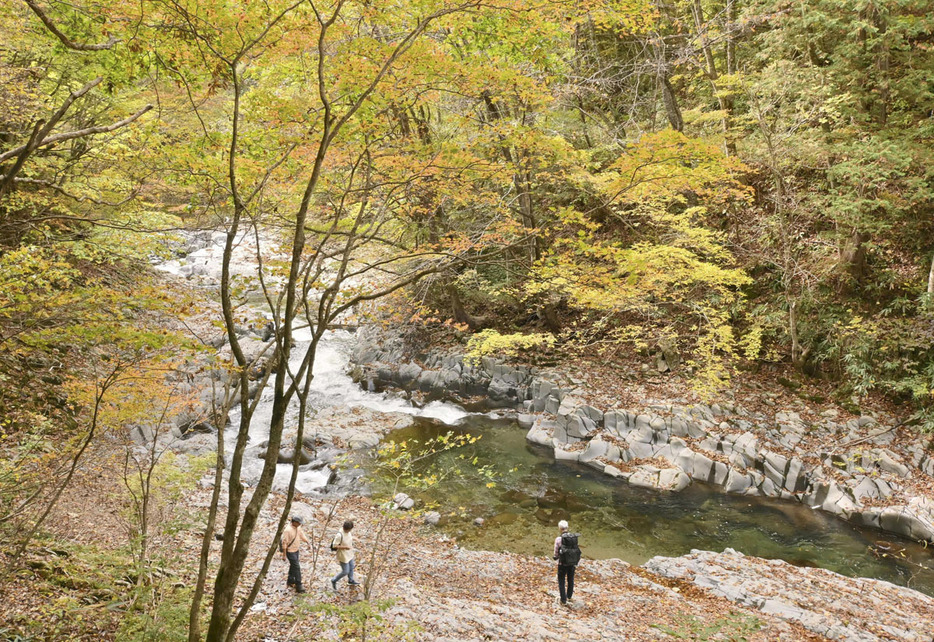 紅葉に彩られた中津川渓谷。カエデやウルシなどが錦秋の彩りを演出している＝24日午前