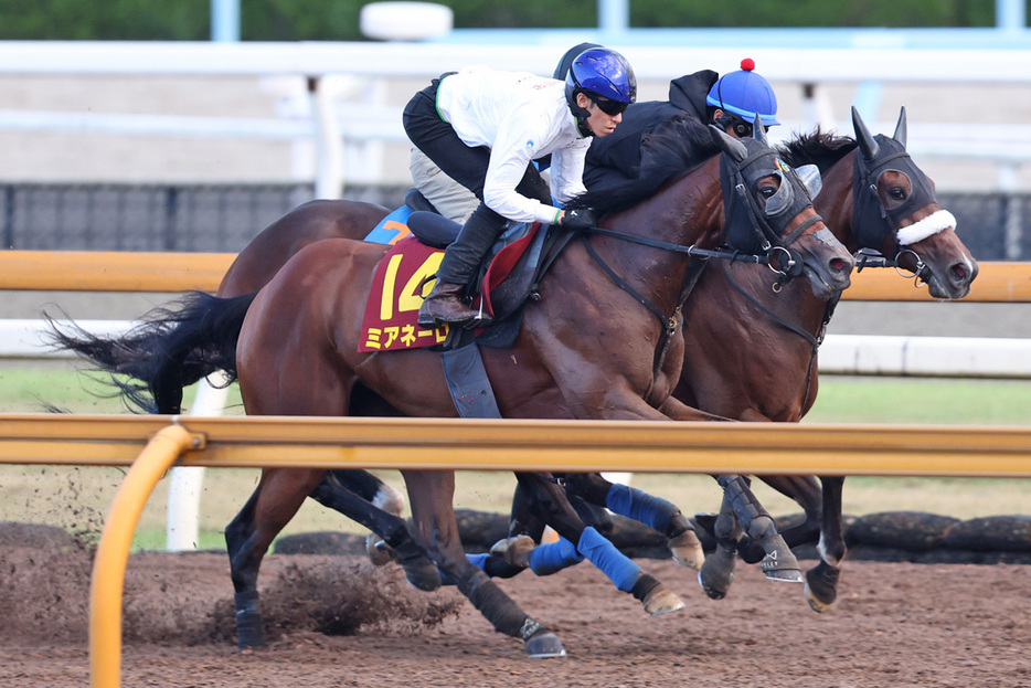 稽古では桜花賞馬相手に優勢だったミアネーロ（手前）