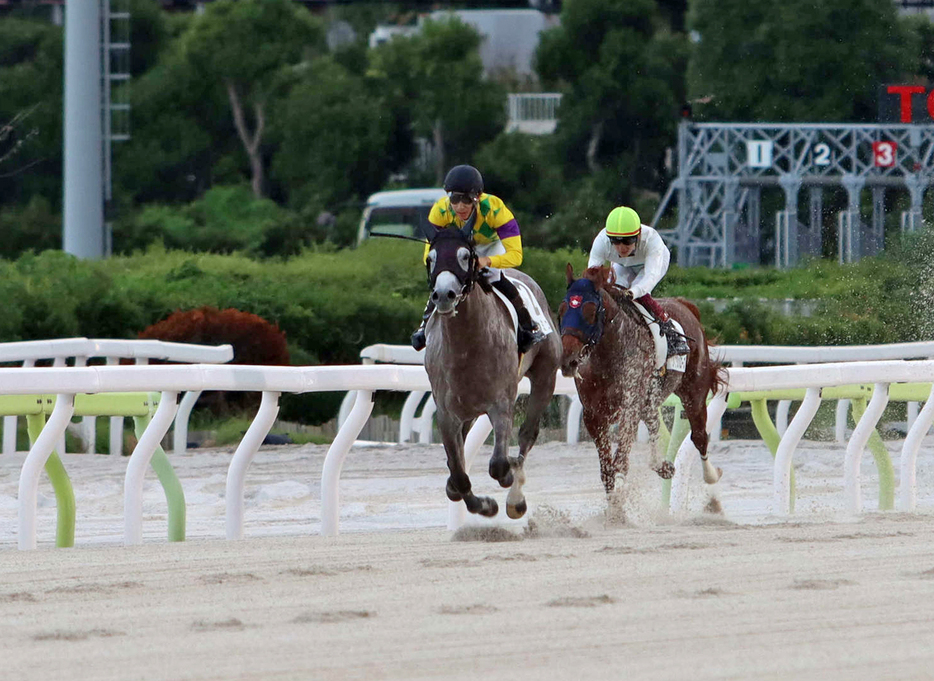 大井3R・2歳新馬　逃げたライジンバローズ（右）を捉えたカミュ