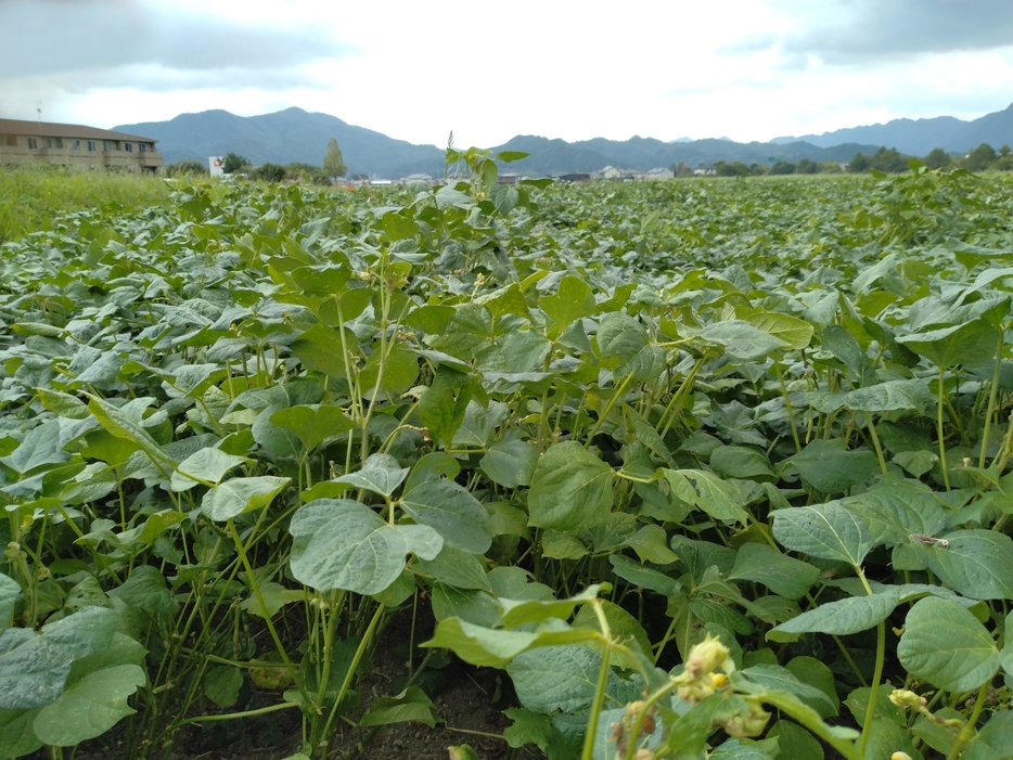 青々と葉が茂る丹波大納言小豆。花も咲き、順調に生育しているように見えたが…＝兵庫県丹波市内で