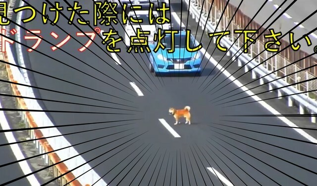 高速道路に迷い込んだ柴犬　NEXCO中日本 東京支社（@c_nexco_tokyo）のXより