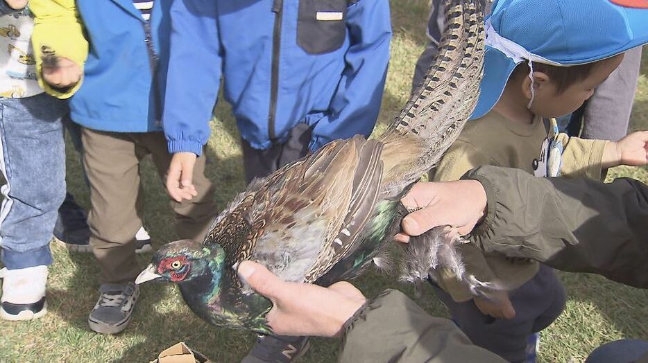 猟友会による「キジ」の放鳥