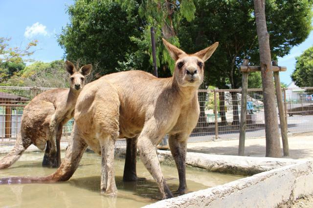 ひびき動物ワールドは、4種のカンガルー類370頭以上を自然飼育している、国内有数の施設