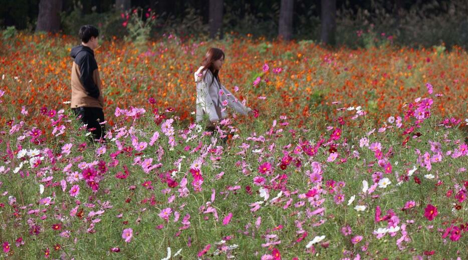 見頃を迎えたコスモスを楽しむ人たち。奥はキバナコスモス=10月20日、十日町市珠川