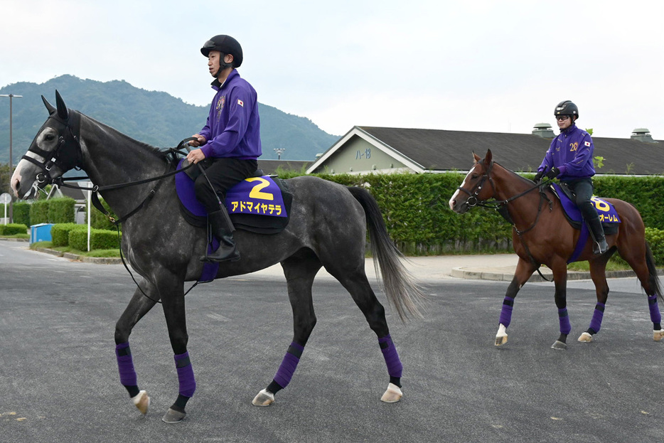 友道厩舎はアドマイヤテラ（左）とメリオーレムの２頭出しで挑む