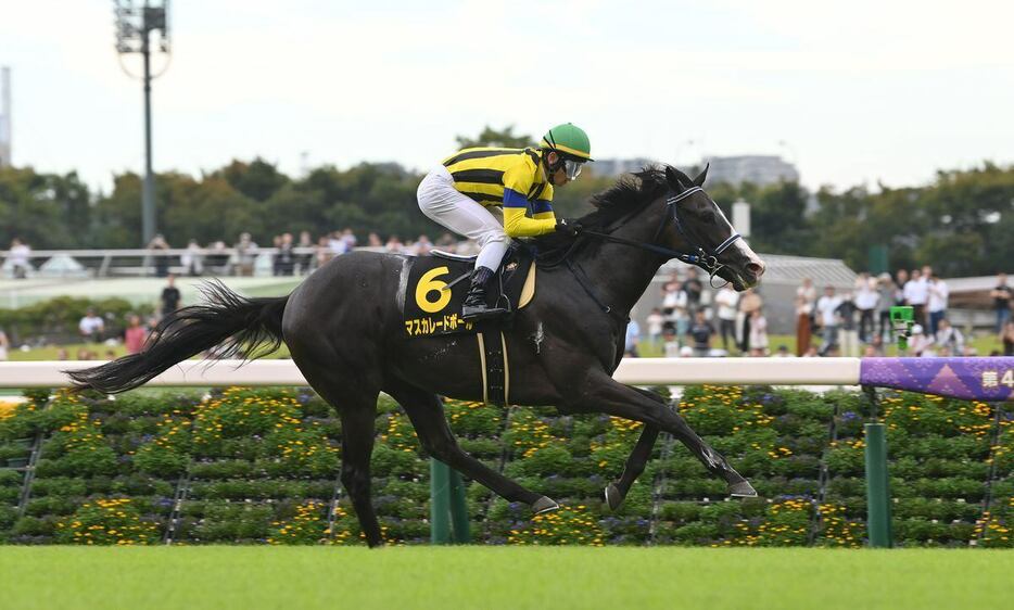 アイビーSを制しデビュー2連勝のマスカレードボール＝19日、東京競馬場（撮影・奈良武）