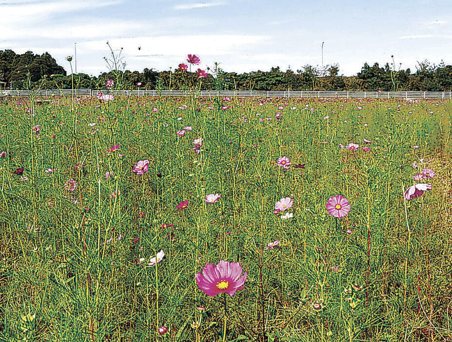 見頃を迎えたコスモス畑=小松市津波倉町