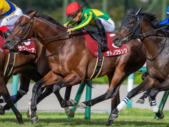 重賞3勝目を目指すサトノグランツ(昨年9月撮影、ユーザー提供：おうどんさん)