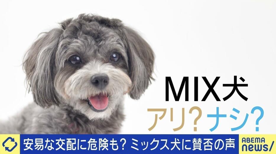 ミックス犬アリ？ナシ？