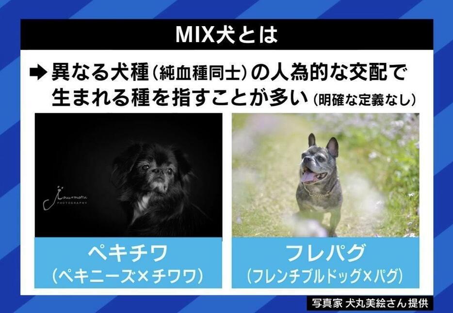 ミックス犬とは