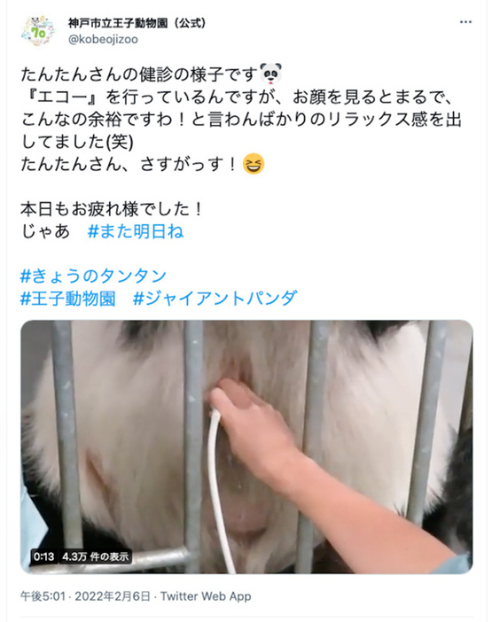 魅惑のまんまるボディをエコー検査中 神戸市立王子動物園公式ツイッターより