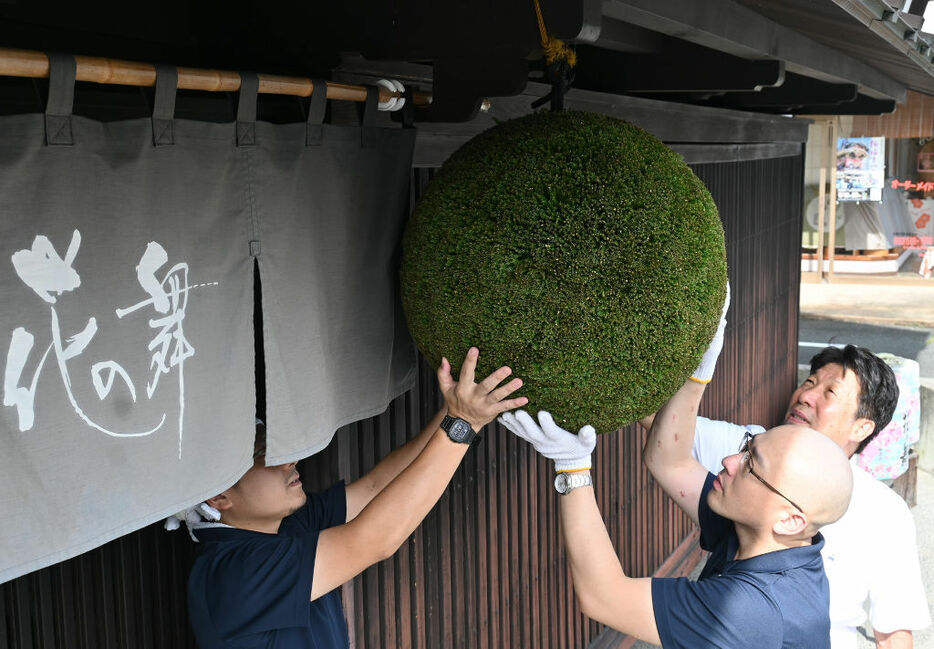 杉玉を交換する蔵人＝浜松市浜名区の花の舞酒造