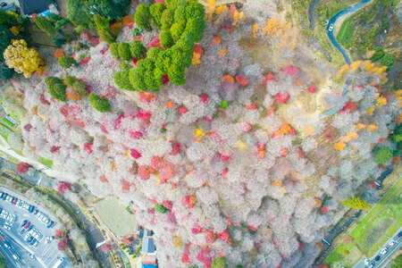 小原の四季桜。