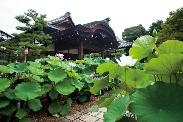 蓮のシーズンは7月ごろ。JR山陰本線（嵯峨野線）「花園」駅から徒歩約3分。