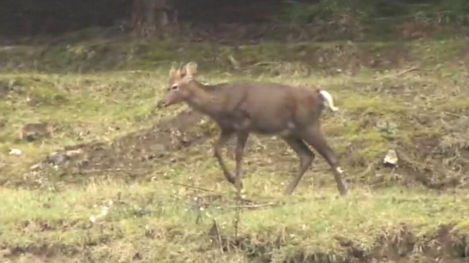 現場近くにいた鹿　11日撮影