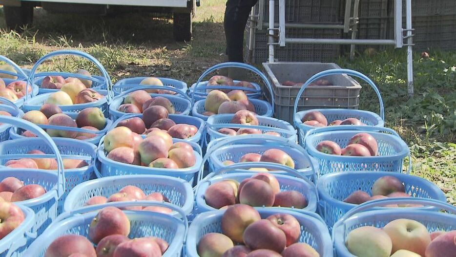 「今年は凍霜害の影響もなくよくできている」