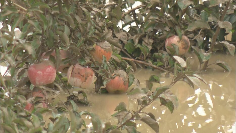 泥水につかった長沼のリンゴ畑（2019年）