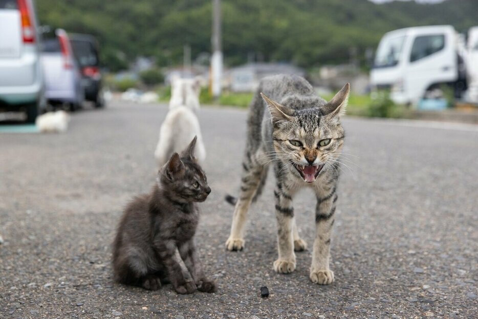 Canon　EOS－1D　X　Mark　Ⅲ・f5・1／1000秒・ISO1000（撮影／猫写真家・沖昌之）