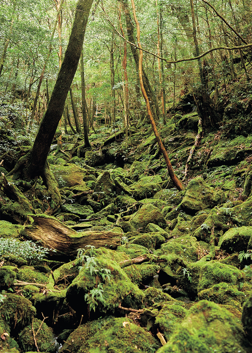 屋久島は樹齢1000年を超える屋久杉などの原生林が見られる世界有数の島。島そのものが花崗岩でできているため、苔が土の代わりに新たな木々を育む苗床となる。