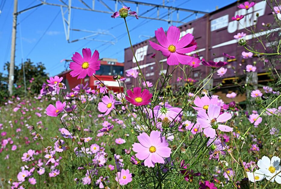 青空の下、線路際で鮮やかな花を咲かせたコスモス＝1日午後、青森市本泉1丁目