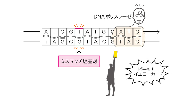 複製エラーとミスマッチ塩基対。DNAポリメ ラーゼが複製エラーを起こすと、ミスマッチ塩基対ができる