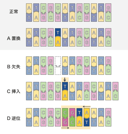 突然変異の種類